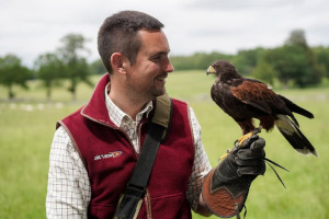 Penshurst Place & Gardens : Summer Holiday Falconry Shows